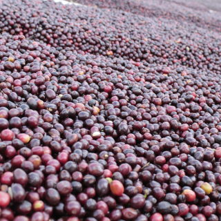 Guatemala 1000 g