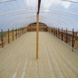 Guatemala 450 g
