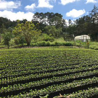 Honduras 1000 g