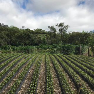 Honduras 1000 g