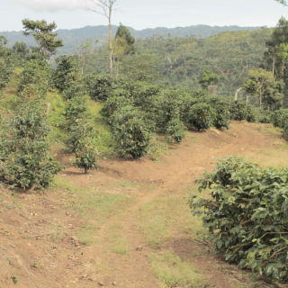 Nicaragua 450 g