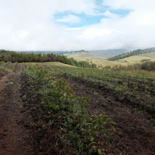 Papua New Guinea 200 g