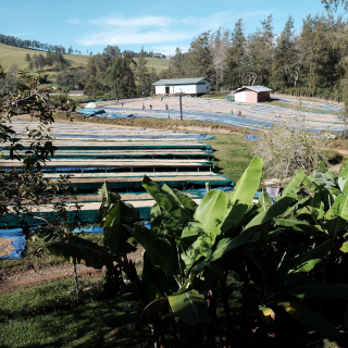 Papua New Guinea 450 g