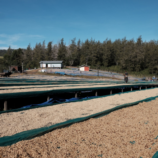 Papua New Guinea 450 g