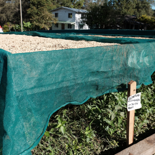 Papua New Guinea 450 g