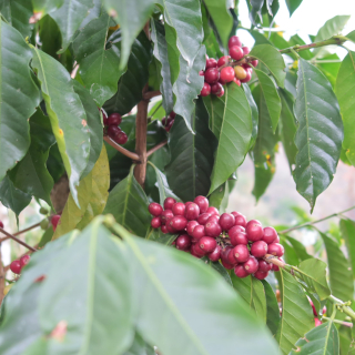 Peru 200 g