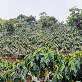 Peru 200 g